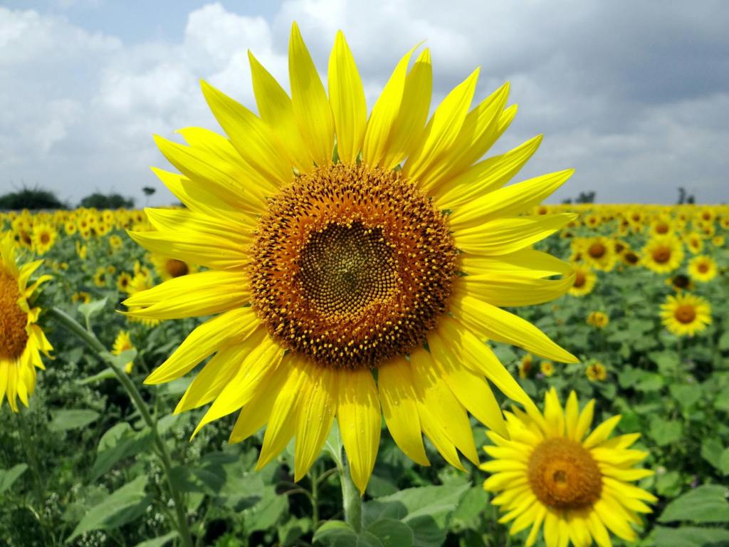 Sunflowers and Doing&nbsp;Good